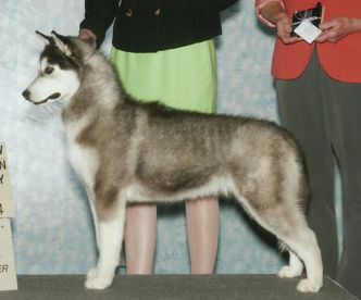 Photo of Raven Of The Midnight Sun