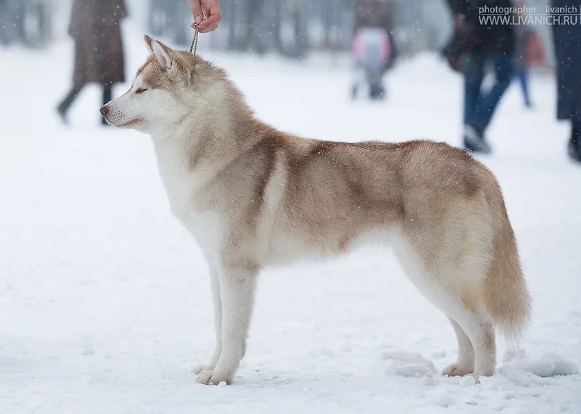 Photo of Husquisher Dynamic Foxy Lady