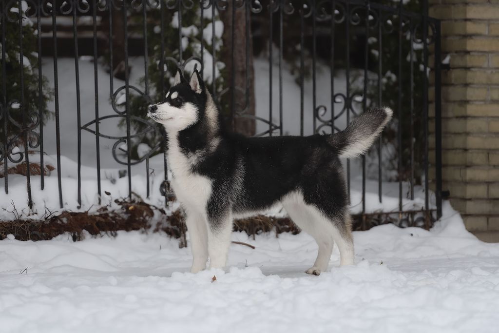 Photo of Ellielimurs Ice Prince