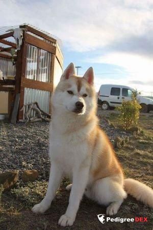 Photo of AntikaWolf Nulato