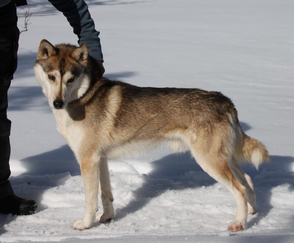 Photo of Ylajärvis IG Minik