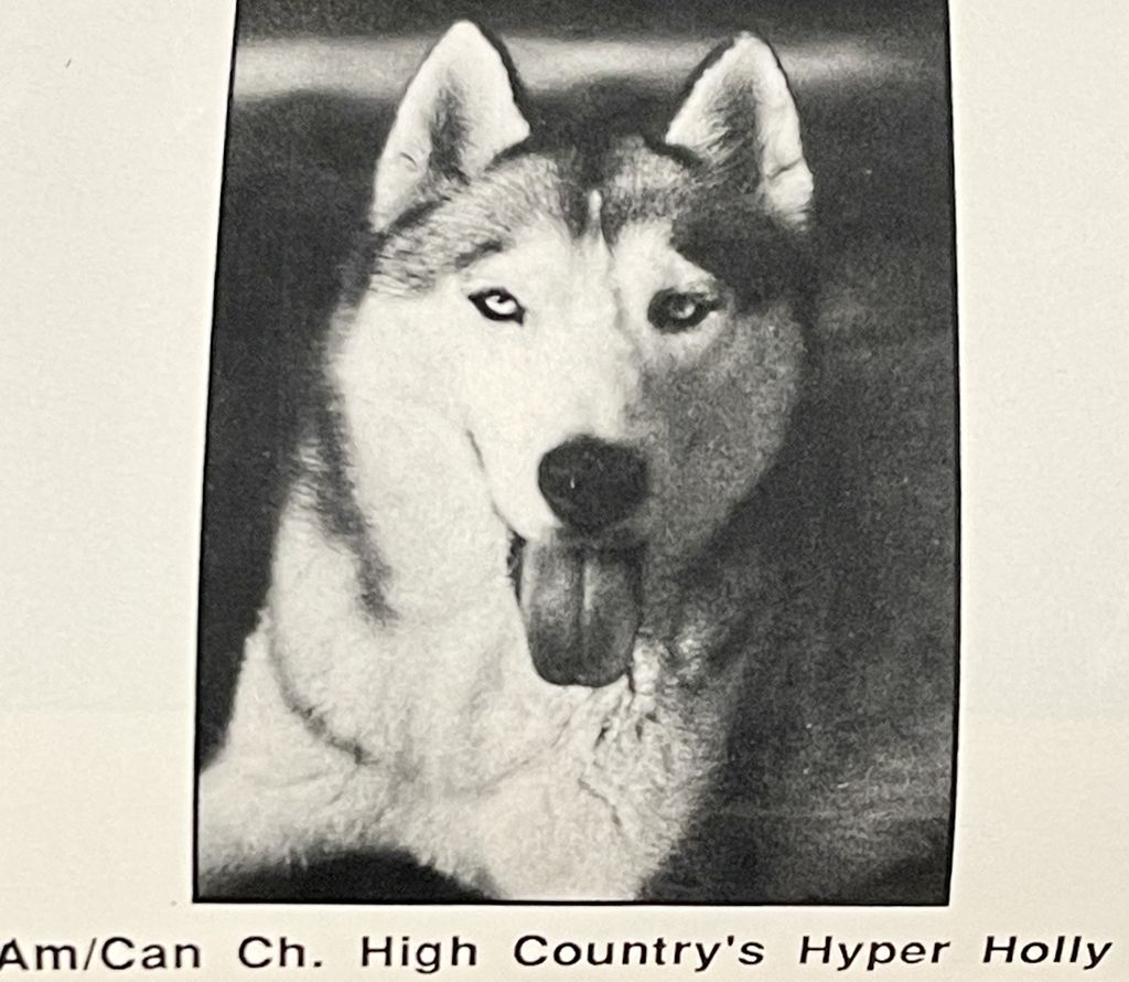Photo of High Country’s Hyper Holly