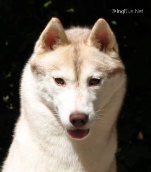 Photo of Husky Haven New Sandy Beach