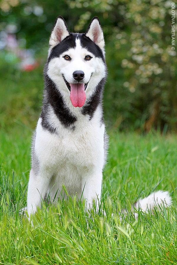 Photo of Siberian Miracle Favourite