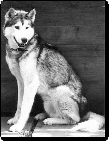 Photo of Alaskan’s Cosmo IV Of Anadyr