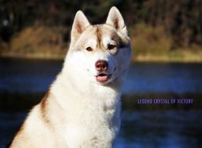 Photo of Legend Crystal of Victory