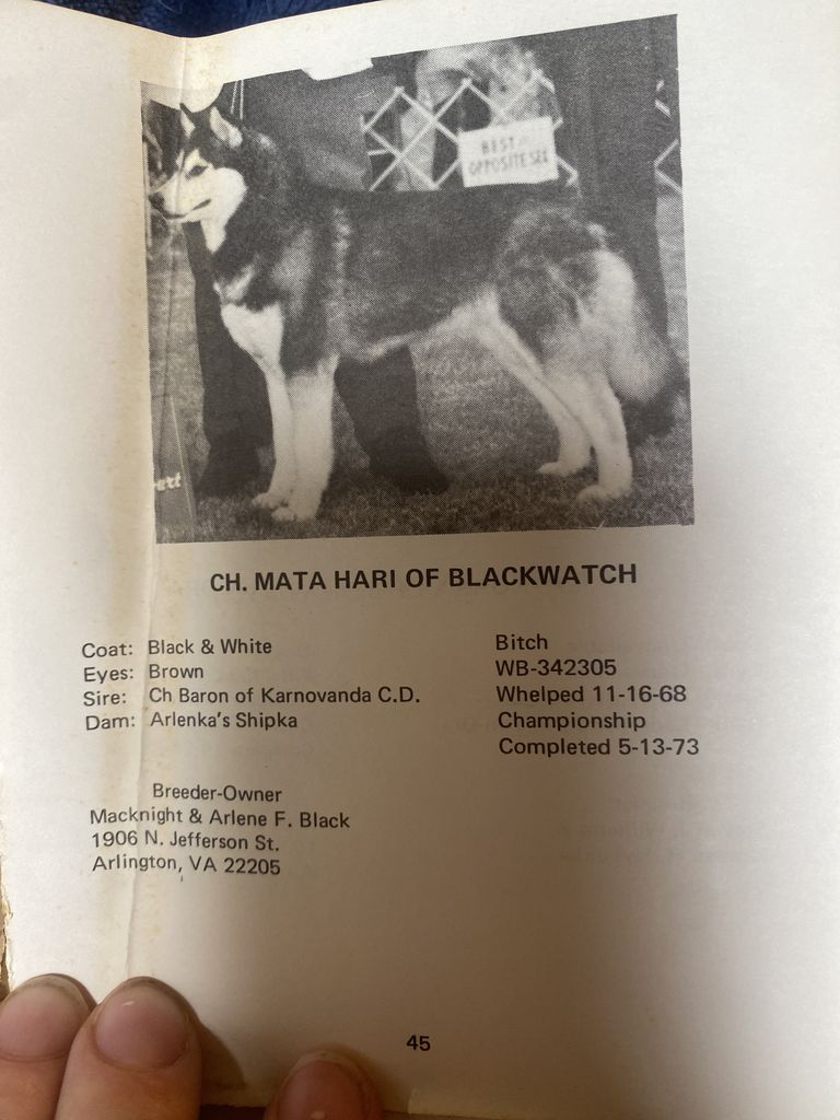Photo of Mata Hari of Blackwatch