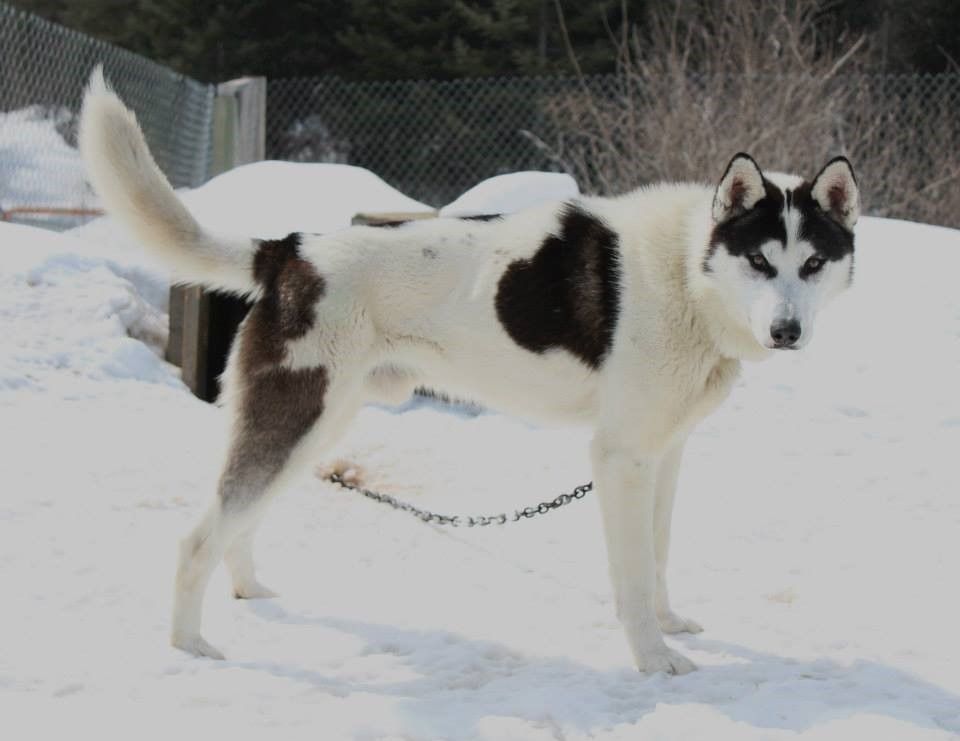 Photo of Jedeye Axl of Manitou