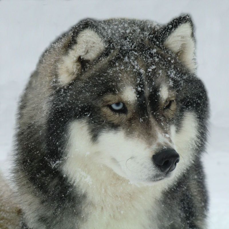 Photo of Liubov's Flosh