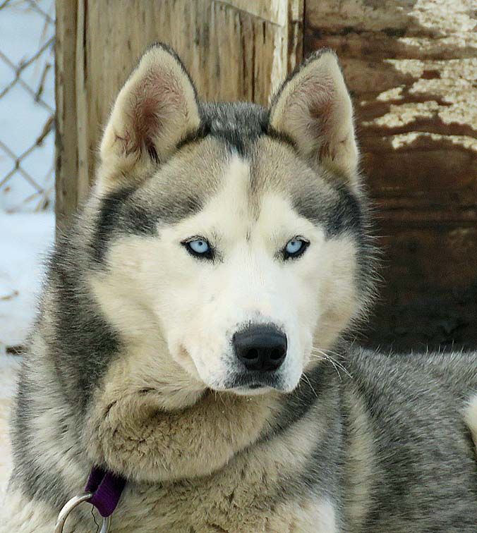 Photo of Arcticsun Crazy Bout A Mercury