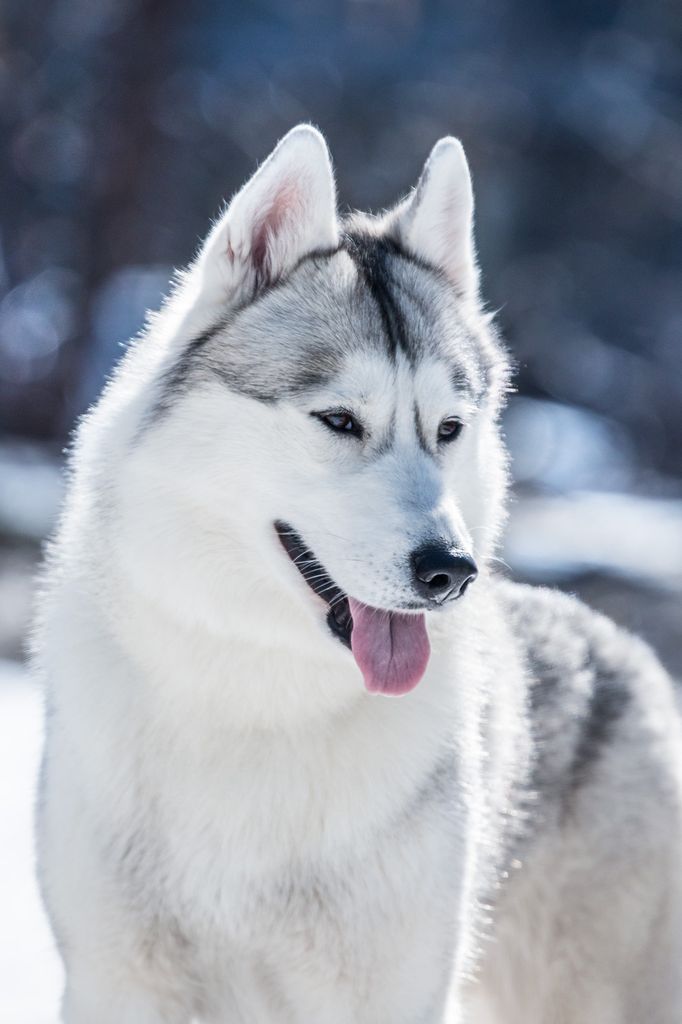 Photo of Gerda-II