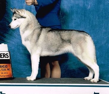 Photo of Casey’s Mishka