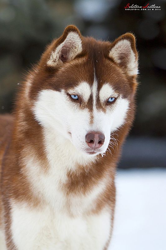Photo of Aurum Star Snow Winner