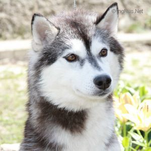 Photo of Husky Haven Venero's Beauty