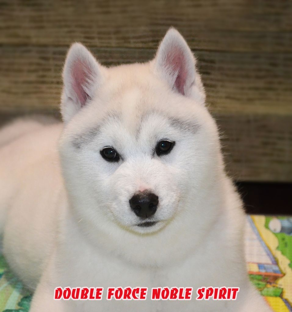 Photo of Double Force Noble Spirit