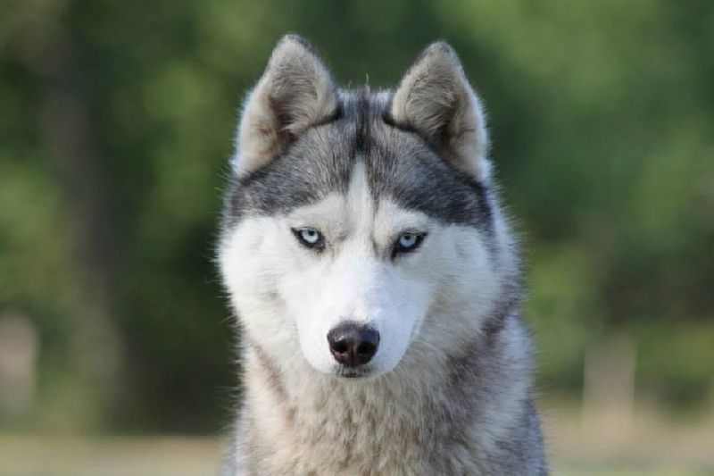 Photo of Hanook des Reves de Neige
