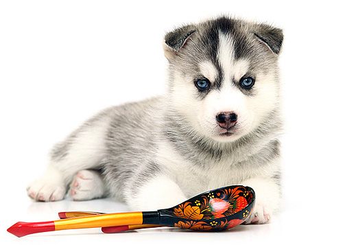 Photo of Siberian Miracle Fondness