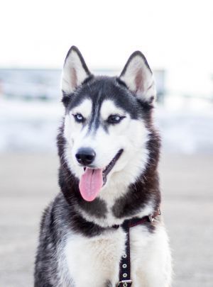 Photo of Dol'che Vois B'yuti Star