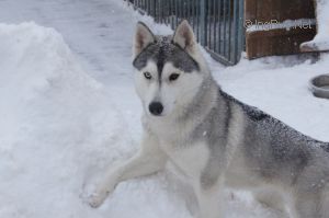 Photo of Husky Haven Bounty Sand