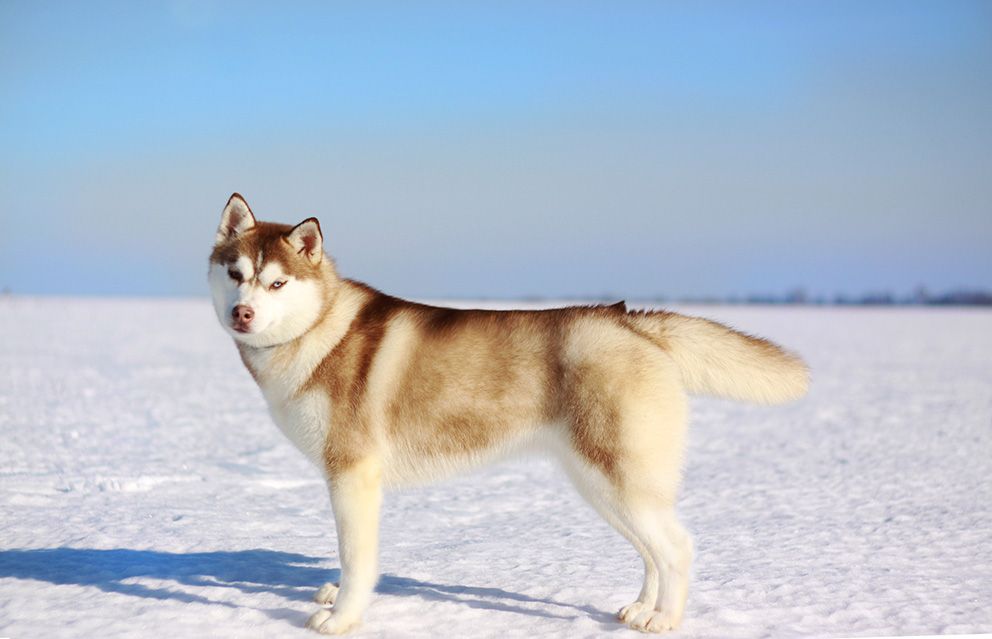 Photo of Severnaya luna Precious