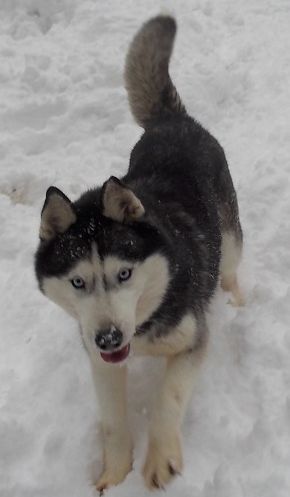 Photo of Seraphic’s Razz-Ma-Tazz