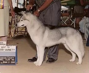 Photo of Kristari’s Bobby Generic