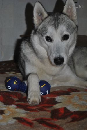 Photo of Vento Libero Vendaval Adzhina Shamol