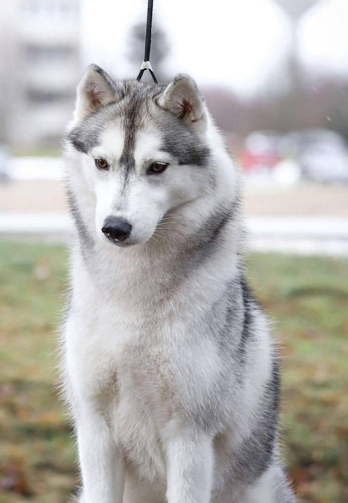 Photo of Forever Silver Snow Polly the Future is Ours