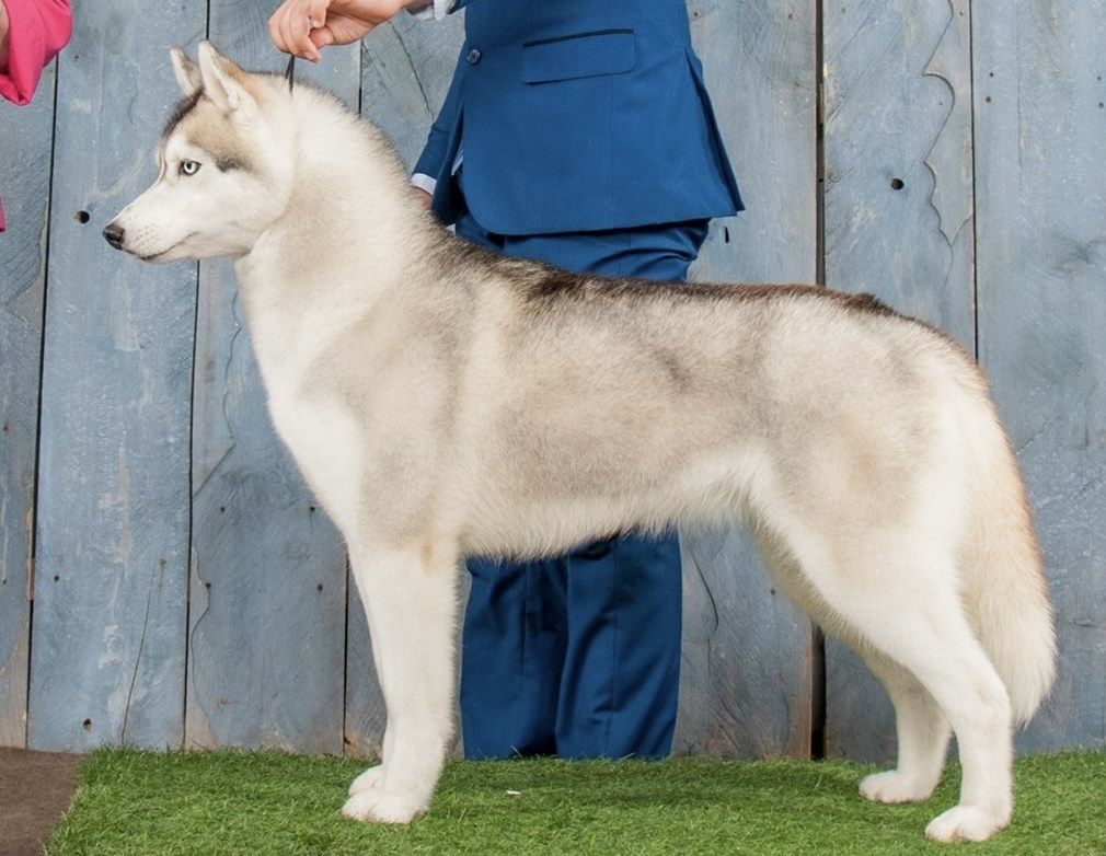 Photo of Dream Come True Triumphant Beauty