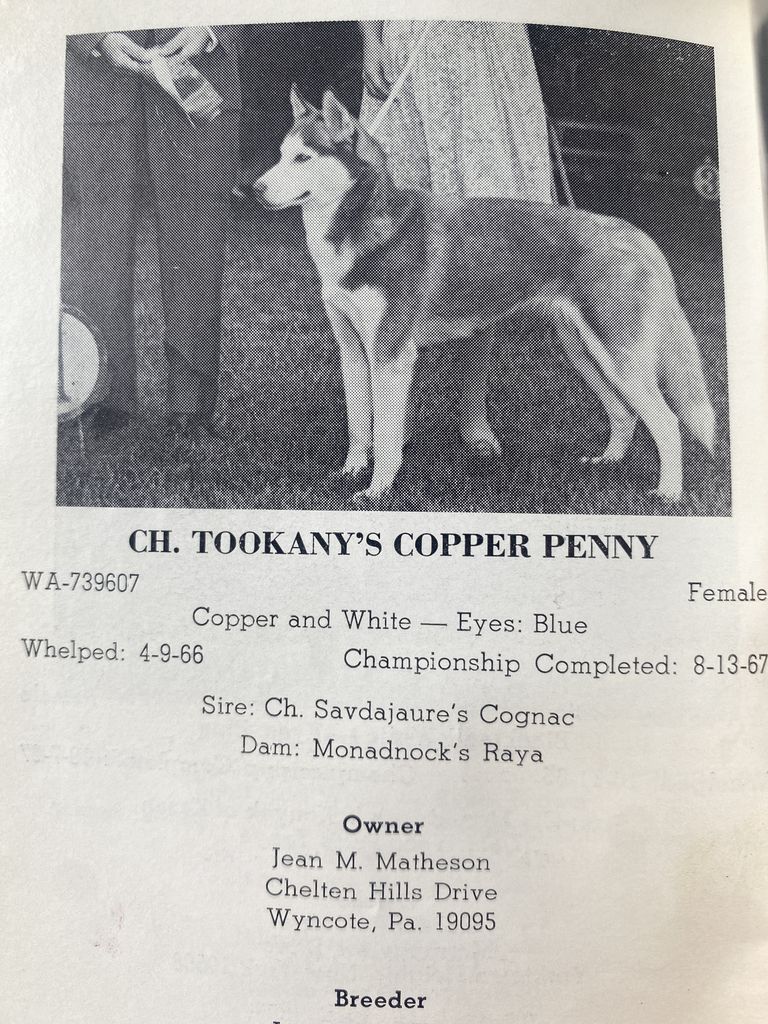 Photo of Tookany’s Copper Penny