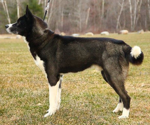 Photo of Kelim's Stride