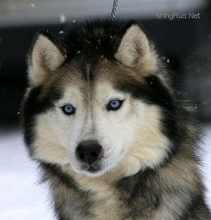 Photo of Arctik