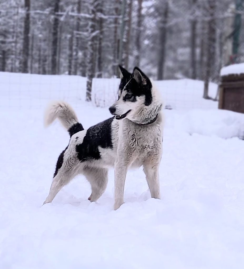 Photo of Komaksiut’s Vaika