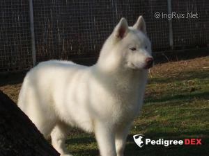 Photo of Gentle Wolf Freedom