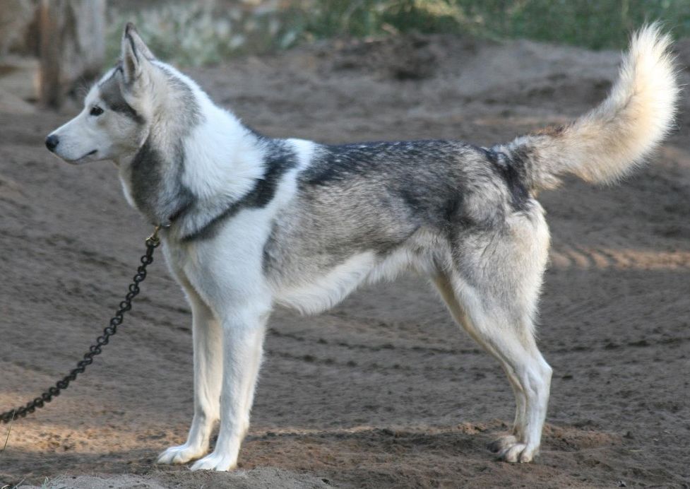 Photo of NorthWapiti’s Squib