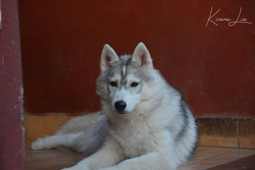 Photo of Sasha De Jodorov