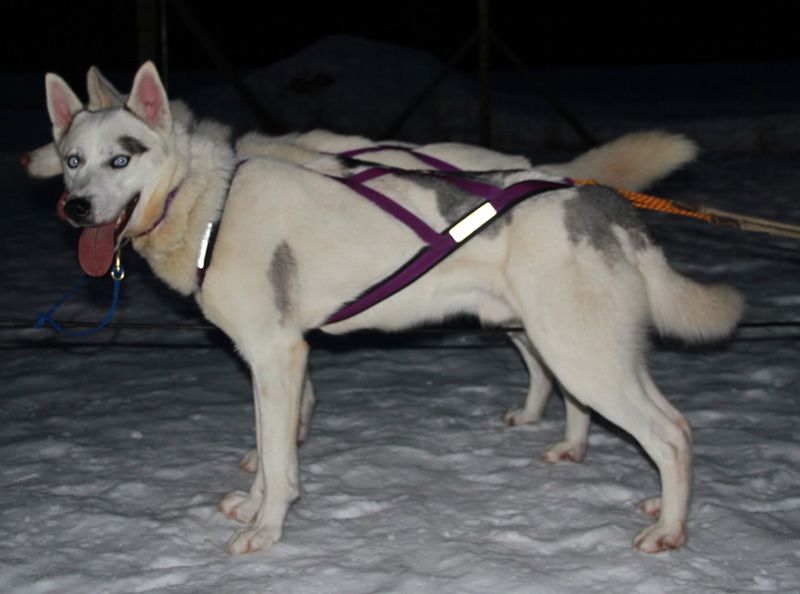 Photo of Forstal's Kaniq