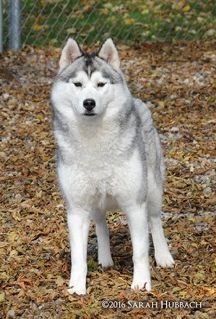 Photo of Karnovanda's Winter Holiday