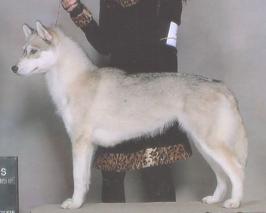 Photo of Shapali’s Zirconium Zenn