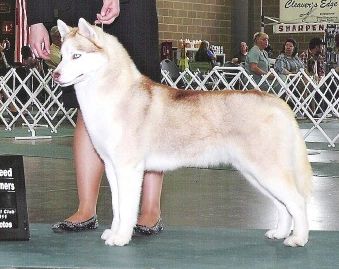 Photo of Poku-Syntari’s Precious Gem