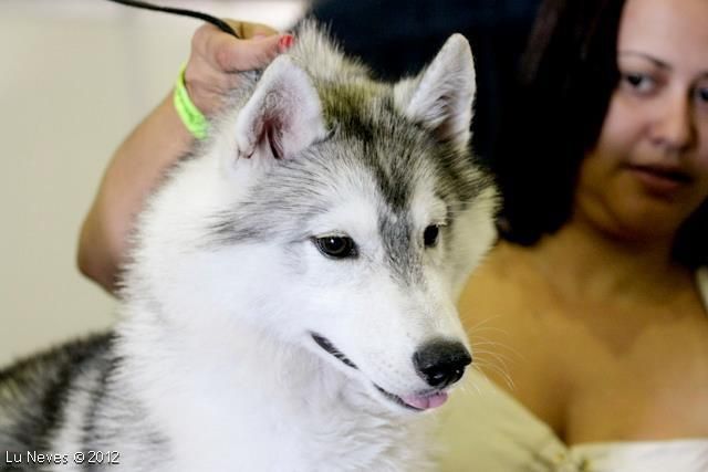 Photo of Nordic Blue Vershiba Star