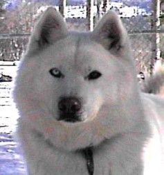 Photo of Tripple T’s Polar Ice