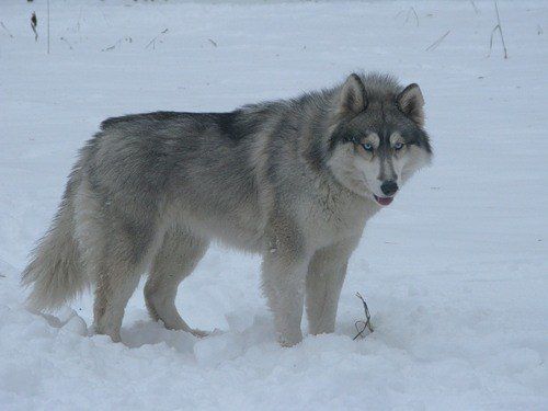 Photo of Buffy Nord Wulf