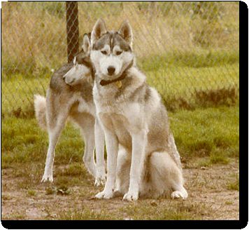 Photo of Kenai Of Kolyma