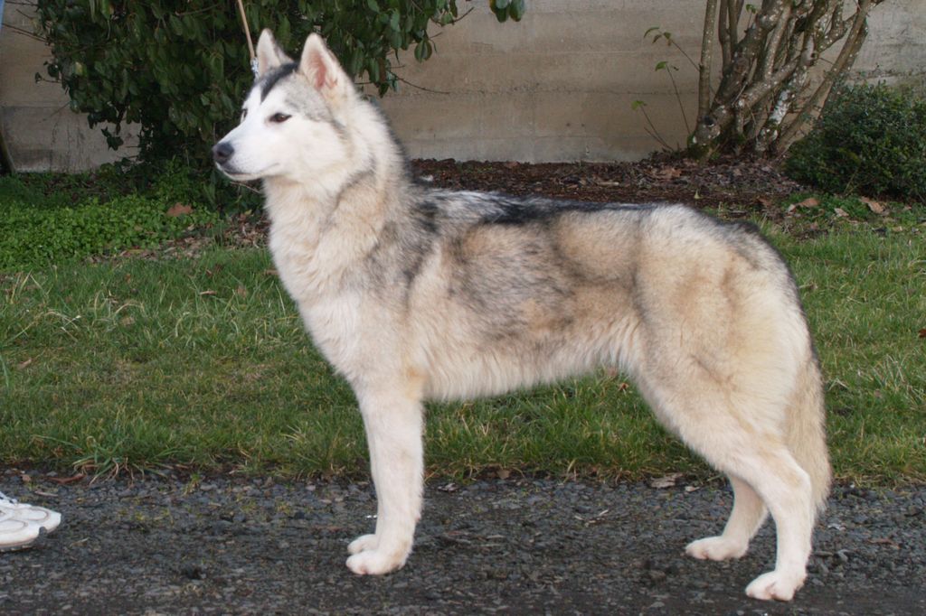 Photo of Tovik’s Stoney Lonesome
