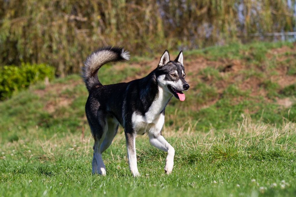 Photo of Akela of Kumiak