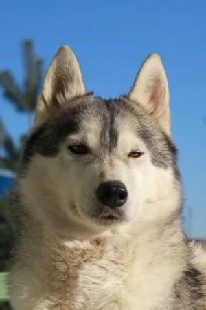 Photo of Husky Haven Umbra Lien