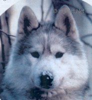 Photo of Tundrafoot's Devil Indeskyz