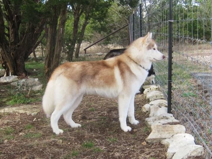 Photo of Sibernewf’s Ichigo Mochi