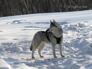 Photo of Arctic Magic Zarina Polar Star